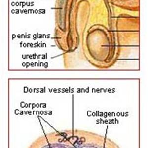Ejaculate Prematurely - Premature Ejaculation - Medical & Physical Disability?